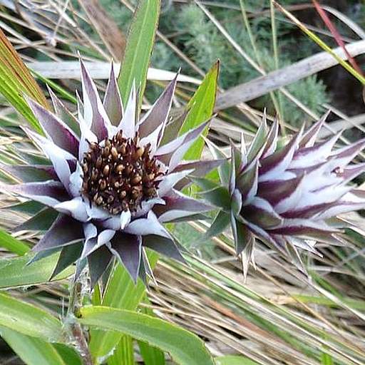 Macledium zeyheri
