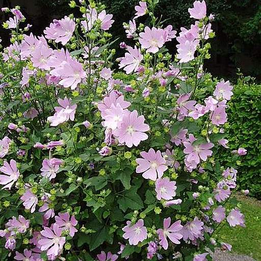 Malva thuringiaca