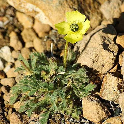 Papaver radicatum
