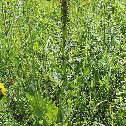 Pedicularis kaufmannii