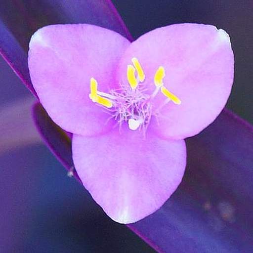 Tradescantia pallida