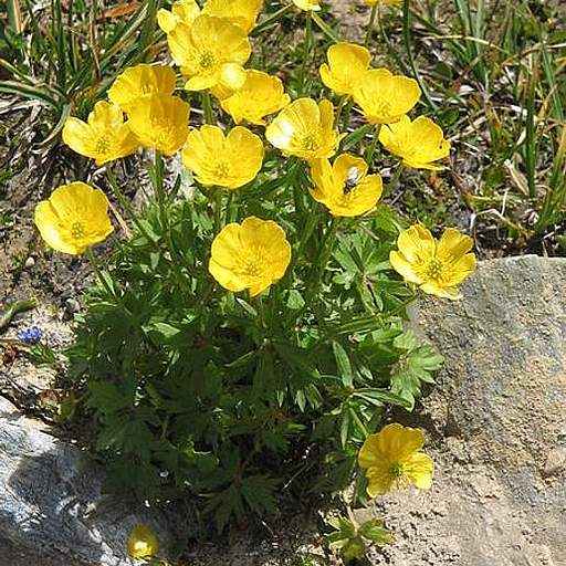 Ranunculus montanus