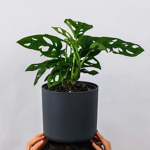 Monstera obliqua