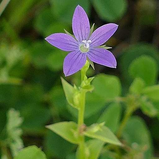 Triodanis biflora