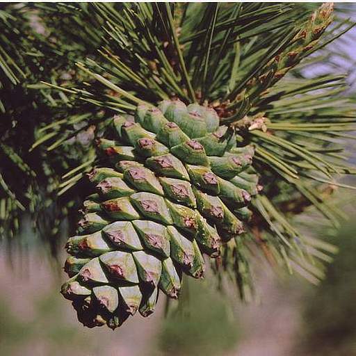 Pinus Radiata (Monterey Pine / Insignis Pine) Care Guide