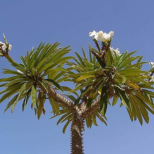 Pachypodium lamerei