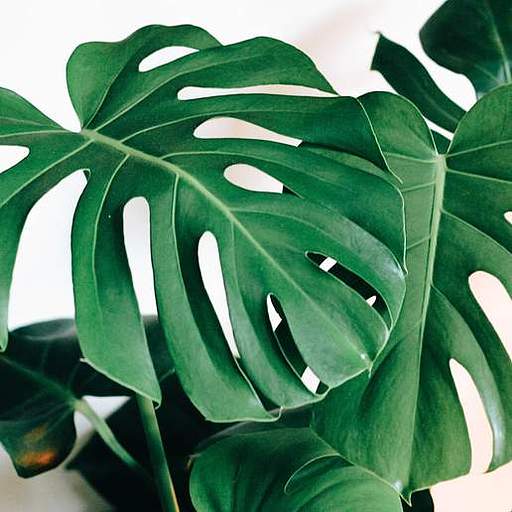 Monstera deliciosa