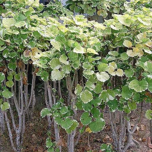 Polyscias balfouriana