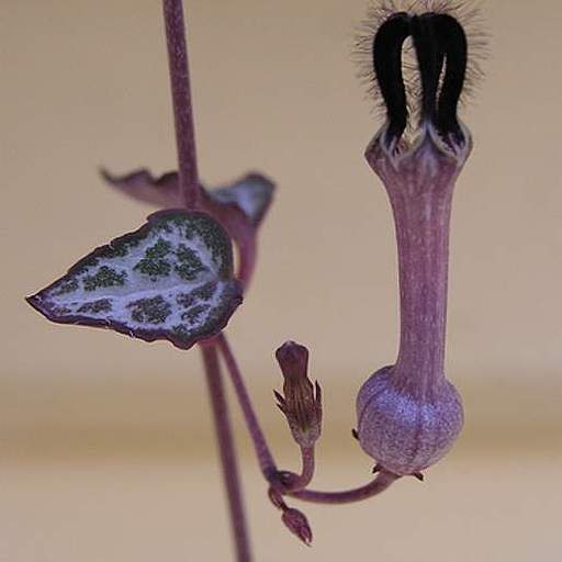 Ceropegia woodii