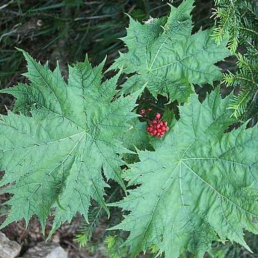 Oplopanax japonicus