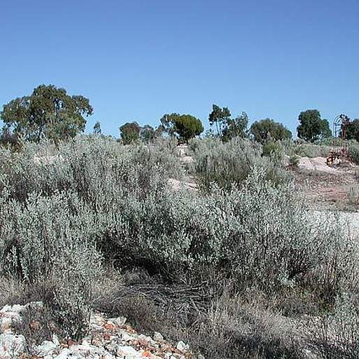 Atriplex nummularia