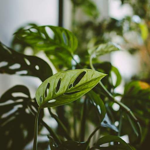 Monstera adansonii