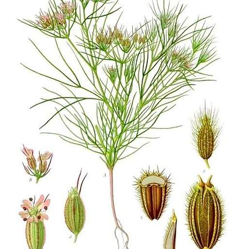 Cuminum cyminum