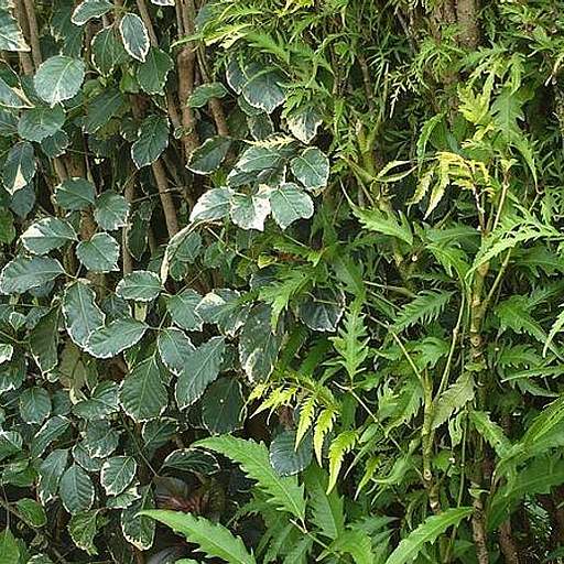 Polyscias fruticosa