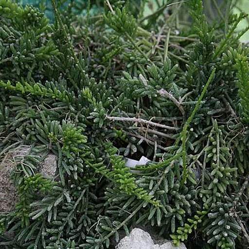 Rhipsalis mesembryanthemoides