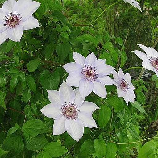 Clematis patens