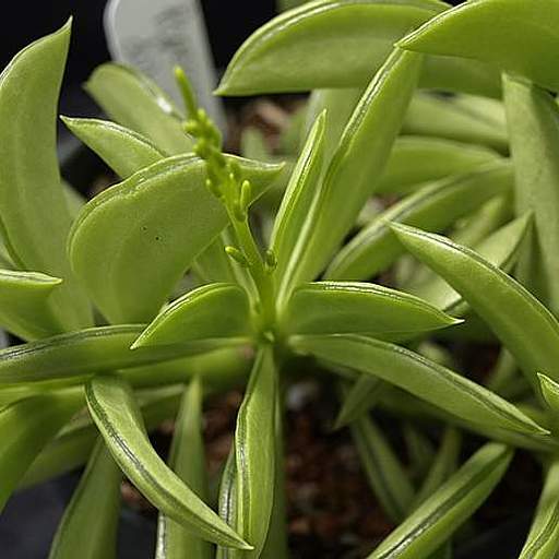 Peperomia dolabriformis