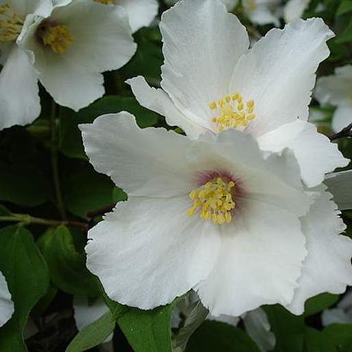 Philadelphus