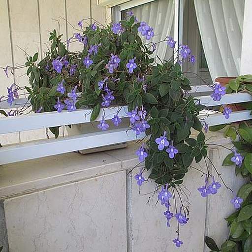 Streptocarpus saxorum