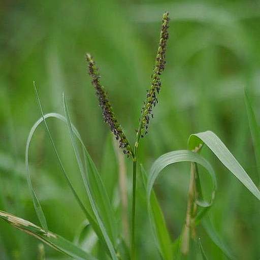Paspalum