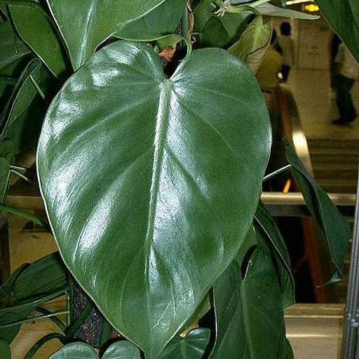 Philodendron hederaceum