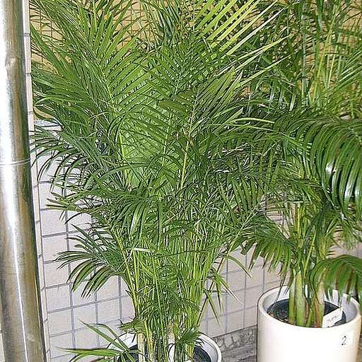 Dypsis lutescens