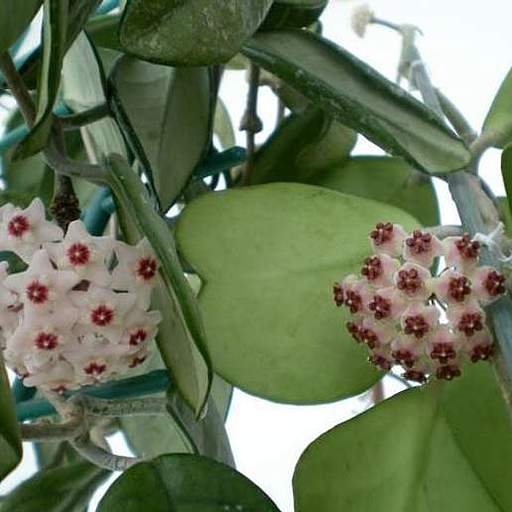 Hoya kerrii