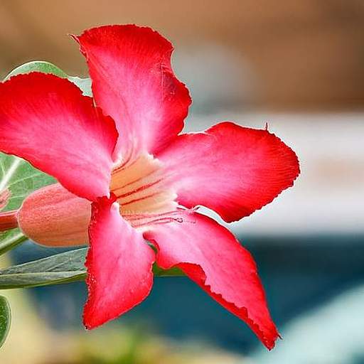 Adenium obesum