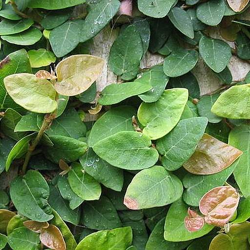 Ficus pumila
