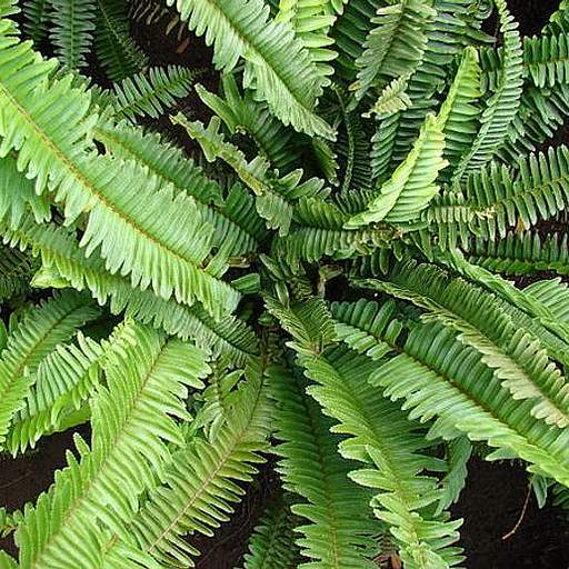 Nephrolepis cordifolia