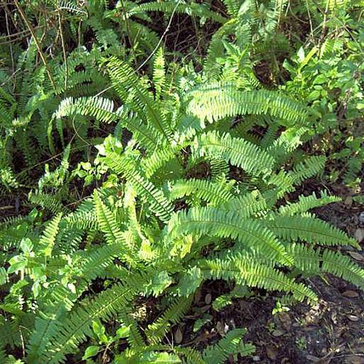 Nephrolepis exaltata