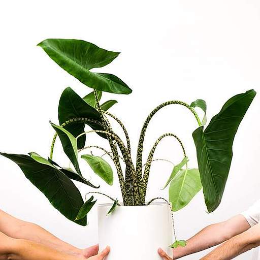 Alocasia zebrina