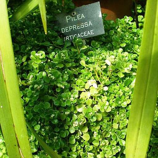 Pilea depressa