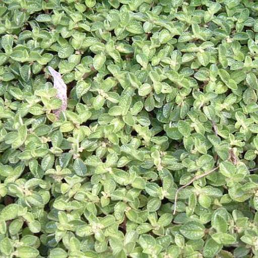 Pilea nummulariifolia