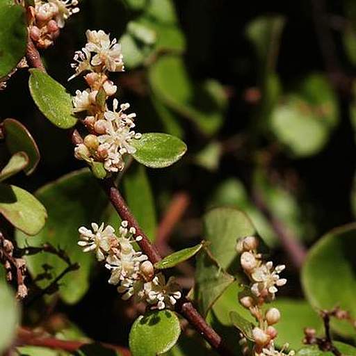 Muehlenbeckia complexa