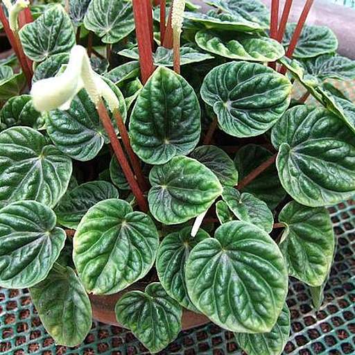 Peperomia caperata