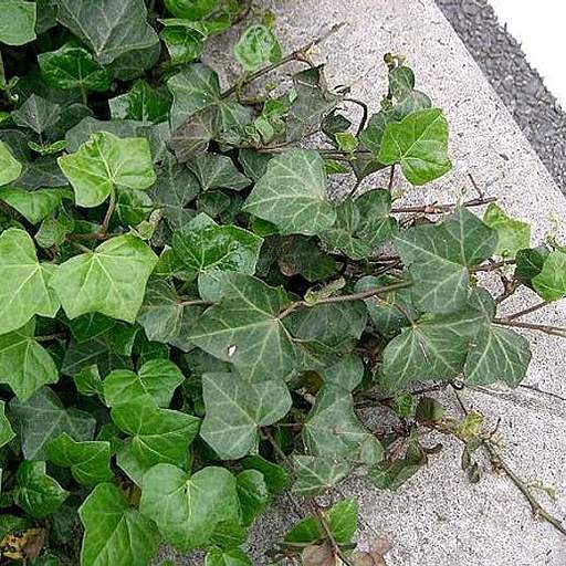 Hedera helix