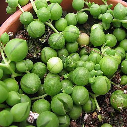 Curio rowleyanus