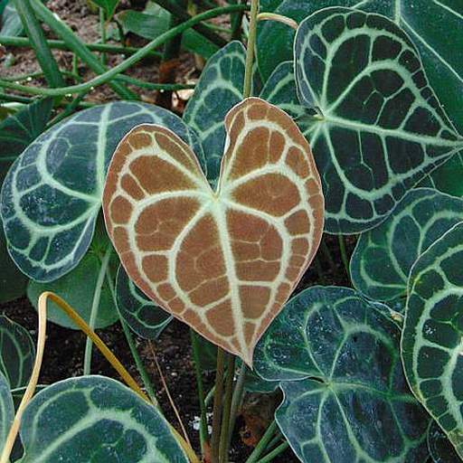 Anthurium clarinervium