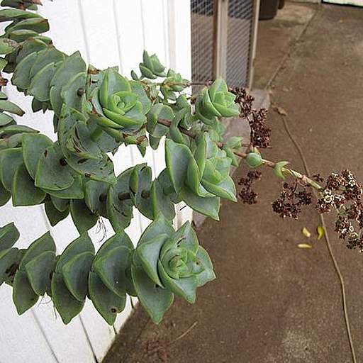 Crassula perforata