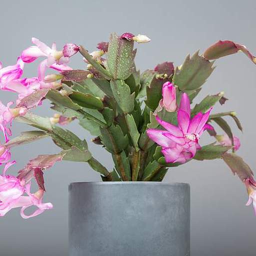 Schlumbergera truncata