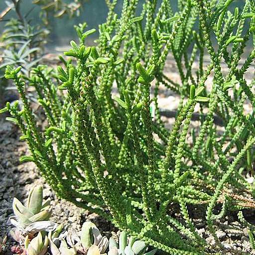 Crassula muscosa