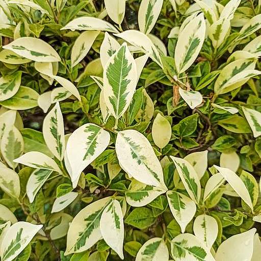 Ficus benjamina