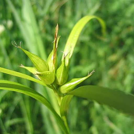 Carex intumescens