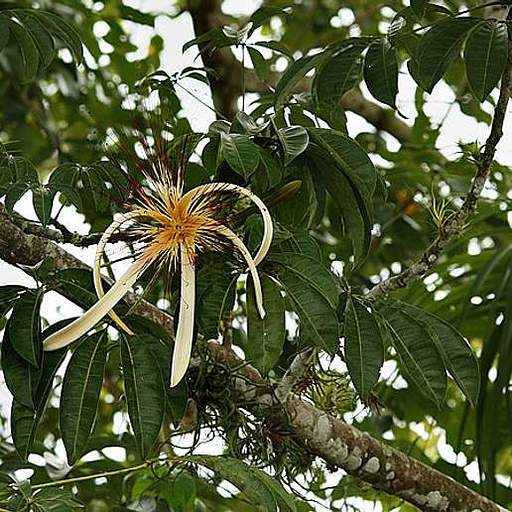 Pachira aquatica