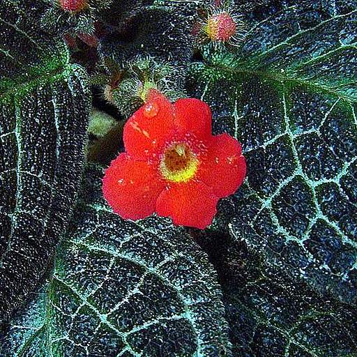 Episcia cupreata