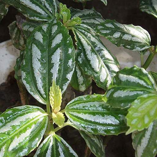 Pilea cadierei