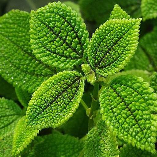 Pilea mollis