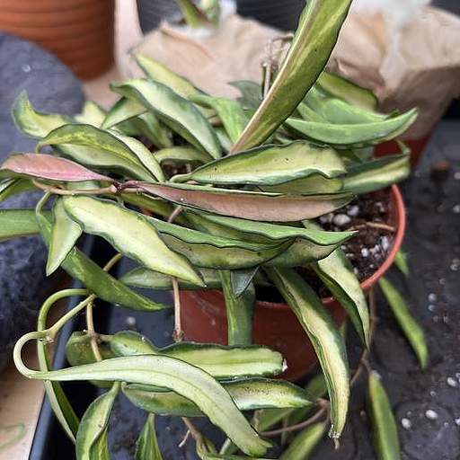 Hoya wayetii