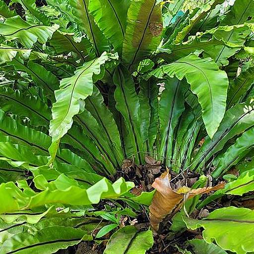 Asplenium nidus